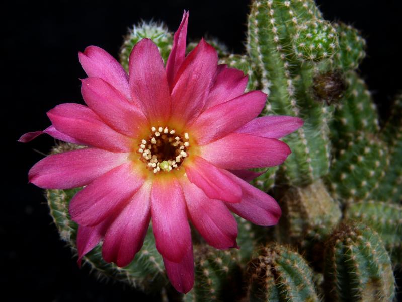 Blüte der Mutterpflanze